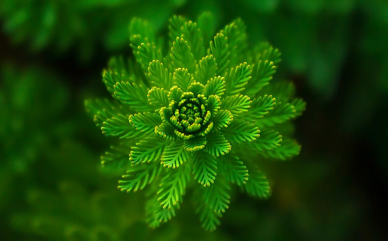 ¿Qué materiales se obtienen de las plantas?