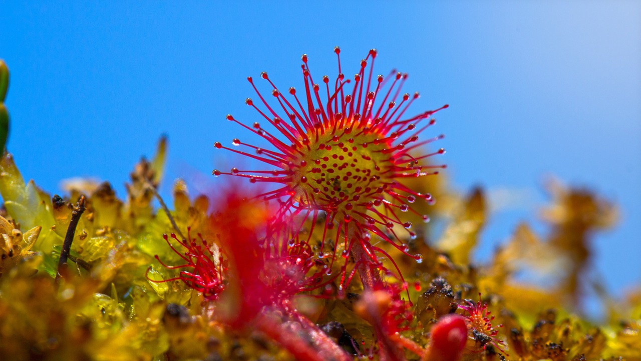 ¿Cómo cuidar mi planta carnívora Venus?