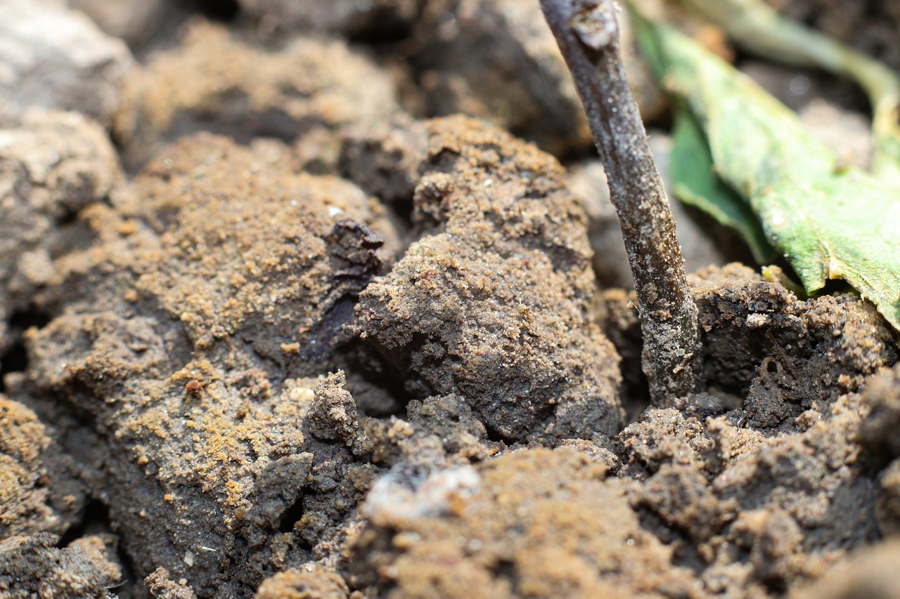 ¿Cuáles son los dos tipos de compost?