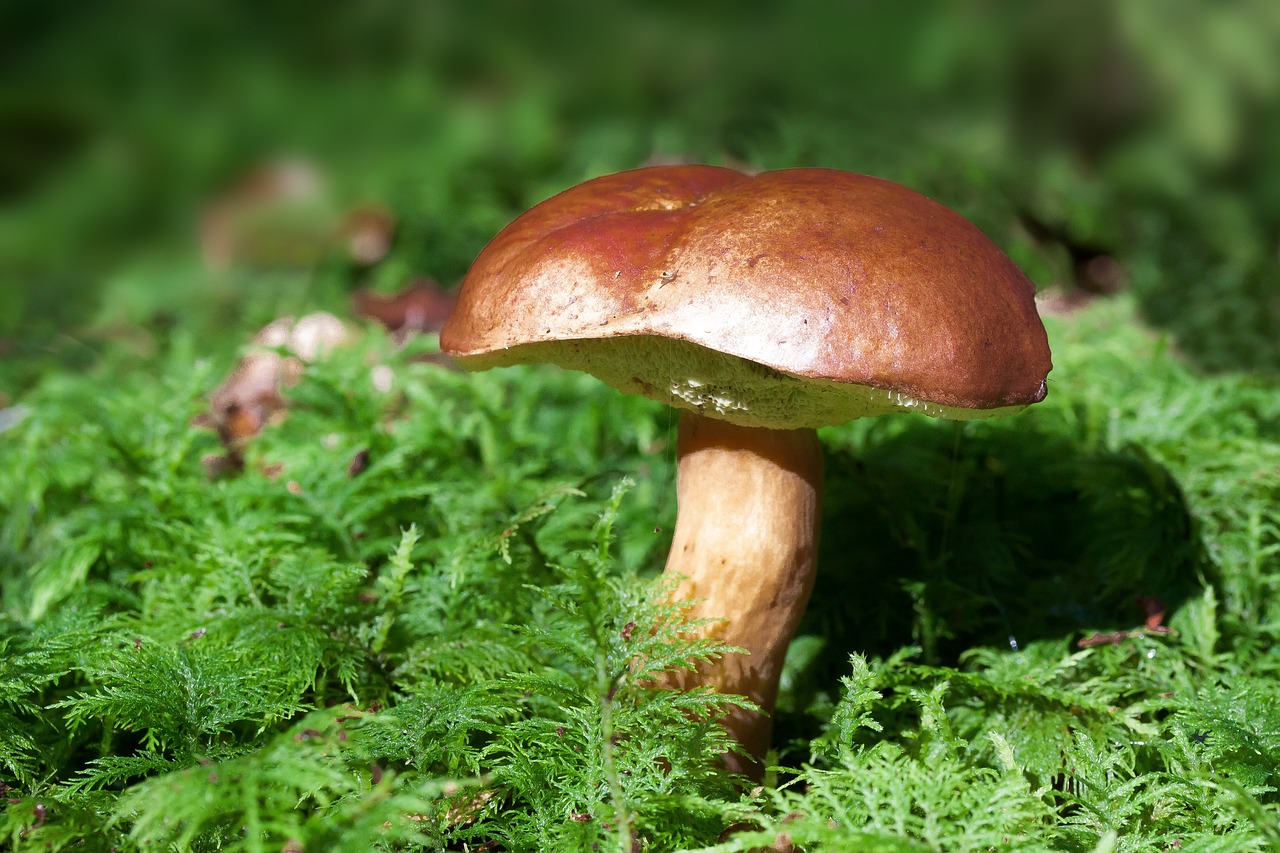 ¿Cuántos tipos de boletus hay?