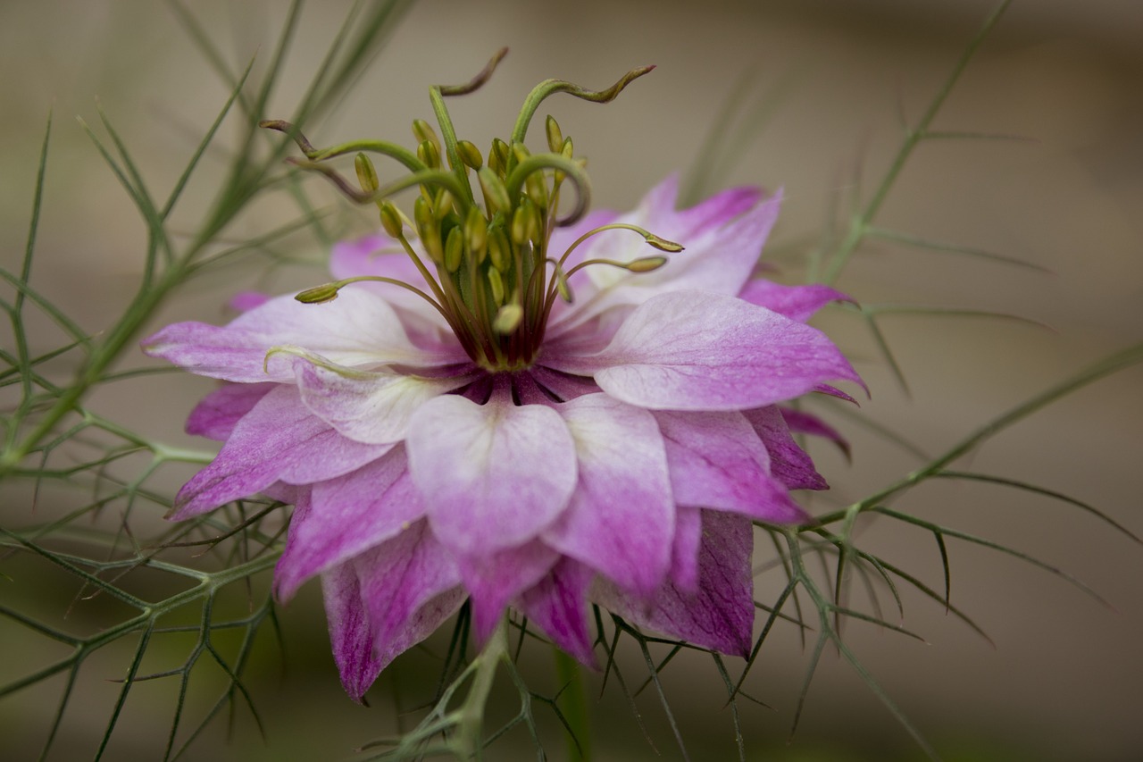 ¿Dónde se cultiva la rosa damascena?