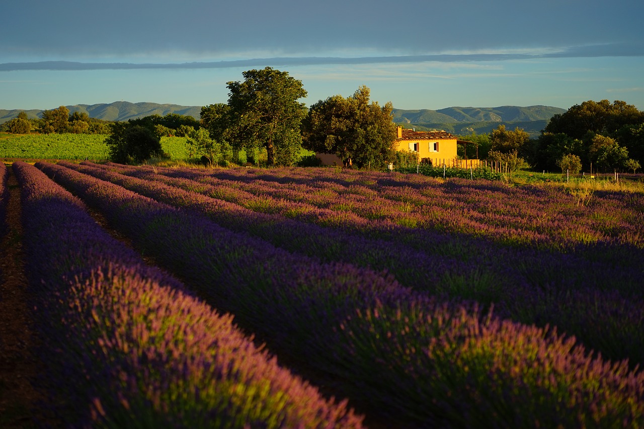 ¿Qué diferencia hay entre lavanda y Lavandula?