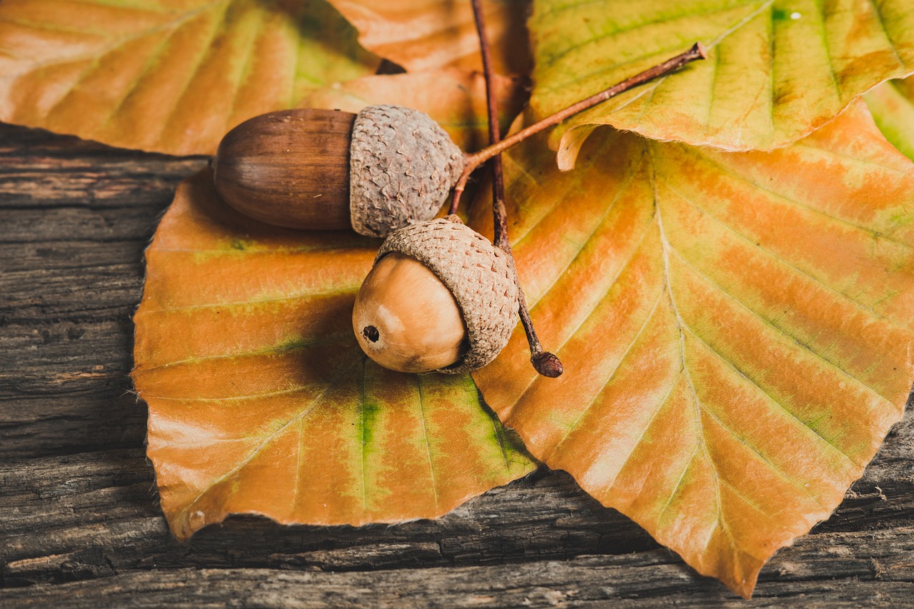 ¿Qué tipos de bellotas hay?