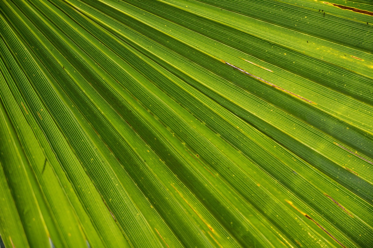 ¿Cómo se llama la palmera con forma de piña?