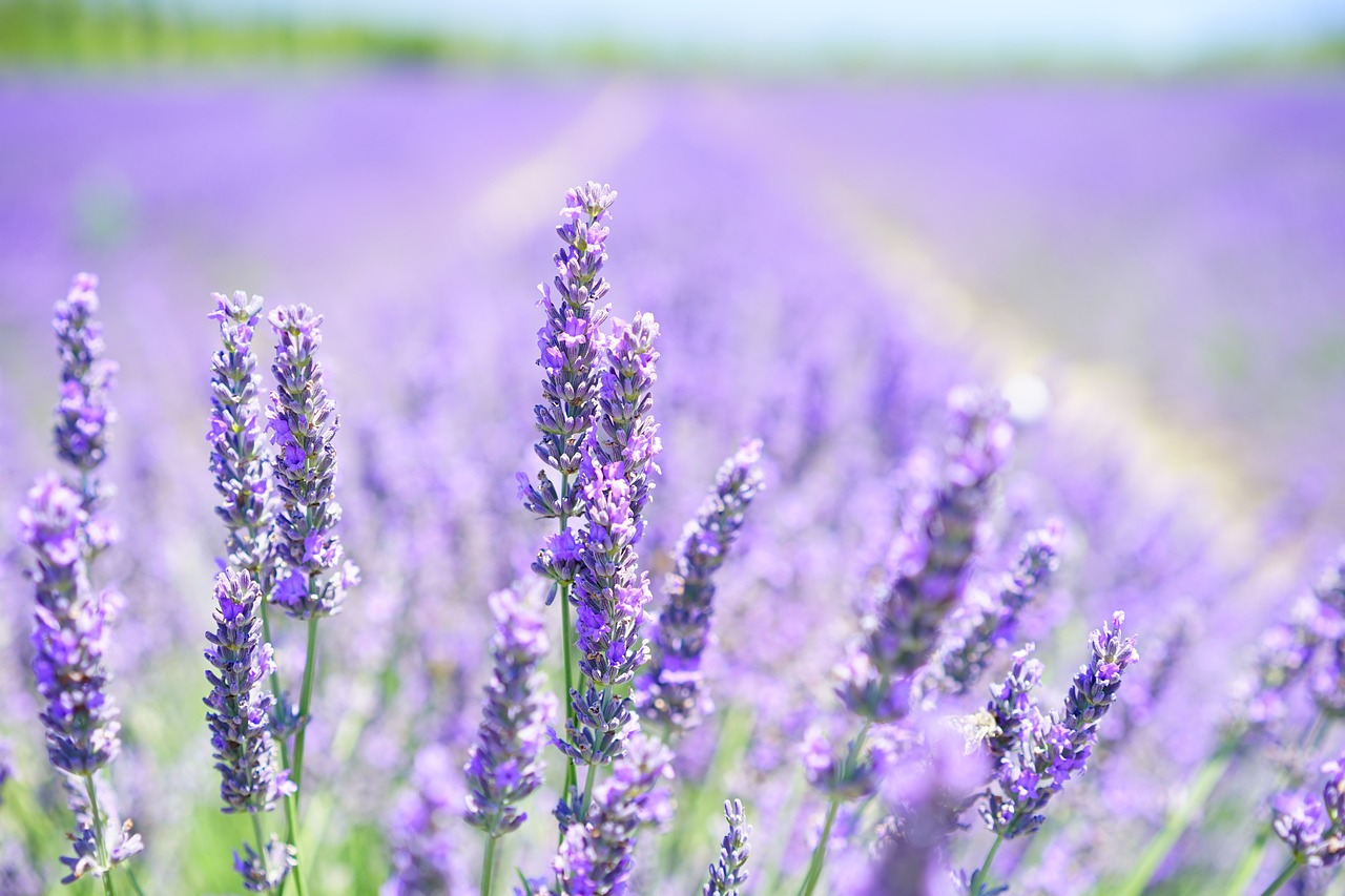 ¿Cómo y cuándo plantar lavanda?