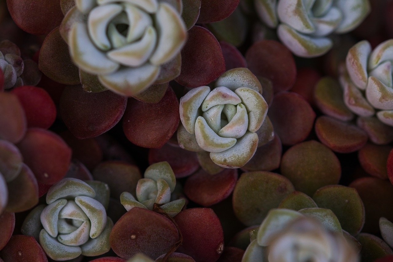 ¿Cuáles son las plantas suculentas más comunes?
