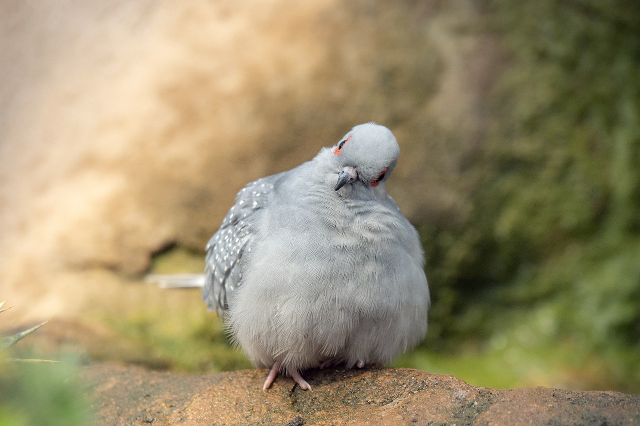 ¿Cuántos tipos de pájaros diamantes hay?