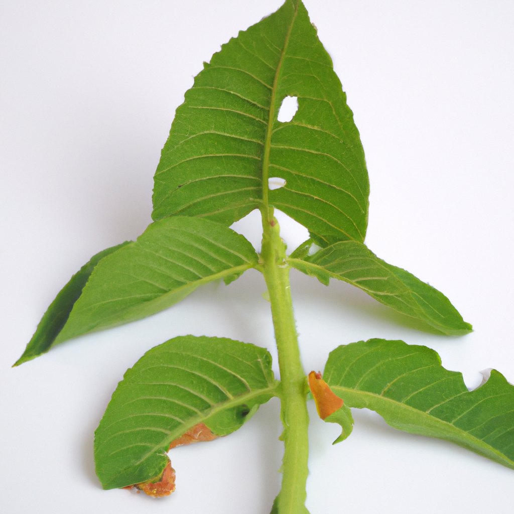 ¿Qué es el cancro en las plantas?