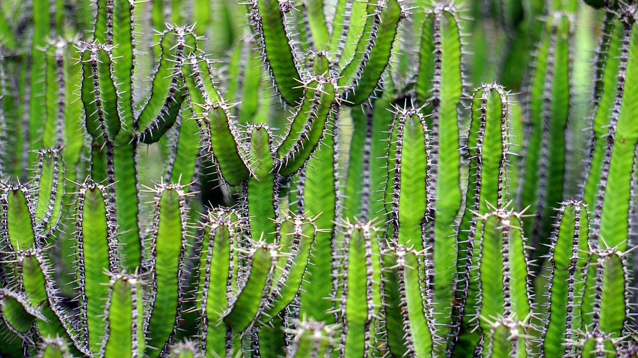 ¿Qué es lo blanco que le sale al cactus?