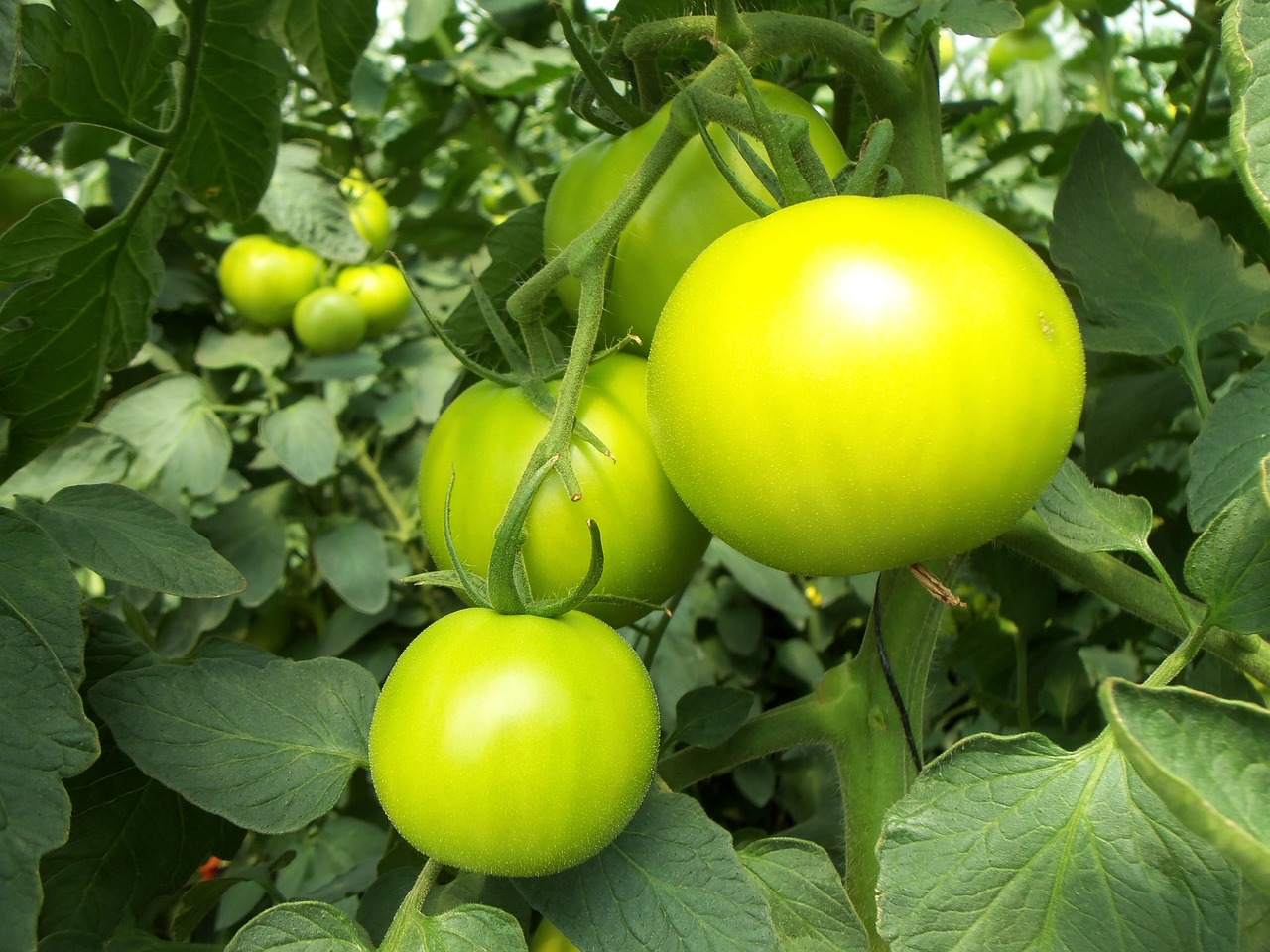 ¿Qué flores se pueden cultivar en hidroponía?