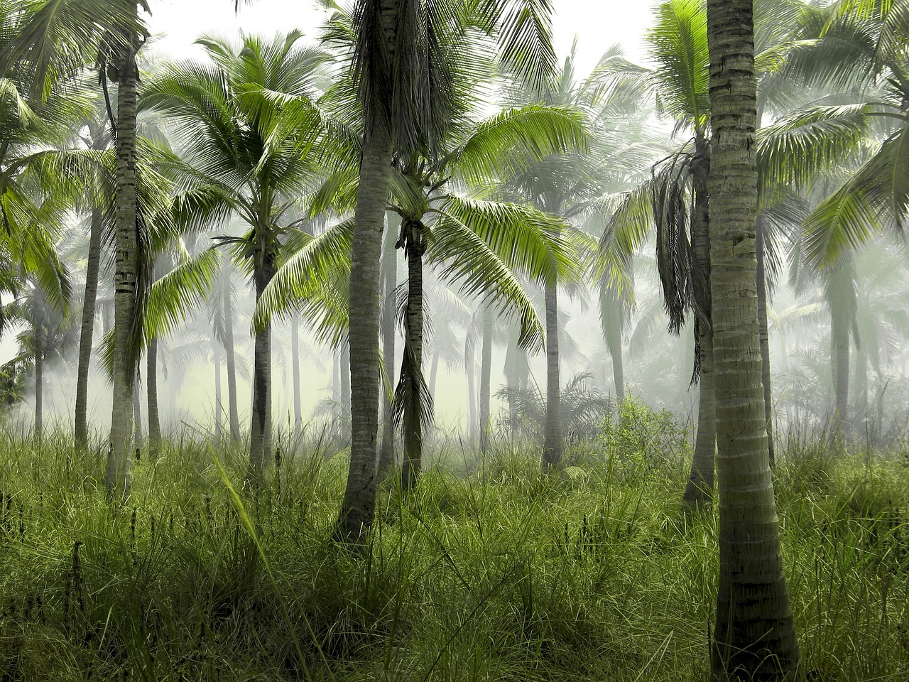 ¿Qué hacer si mi palmera se pone amarilla?