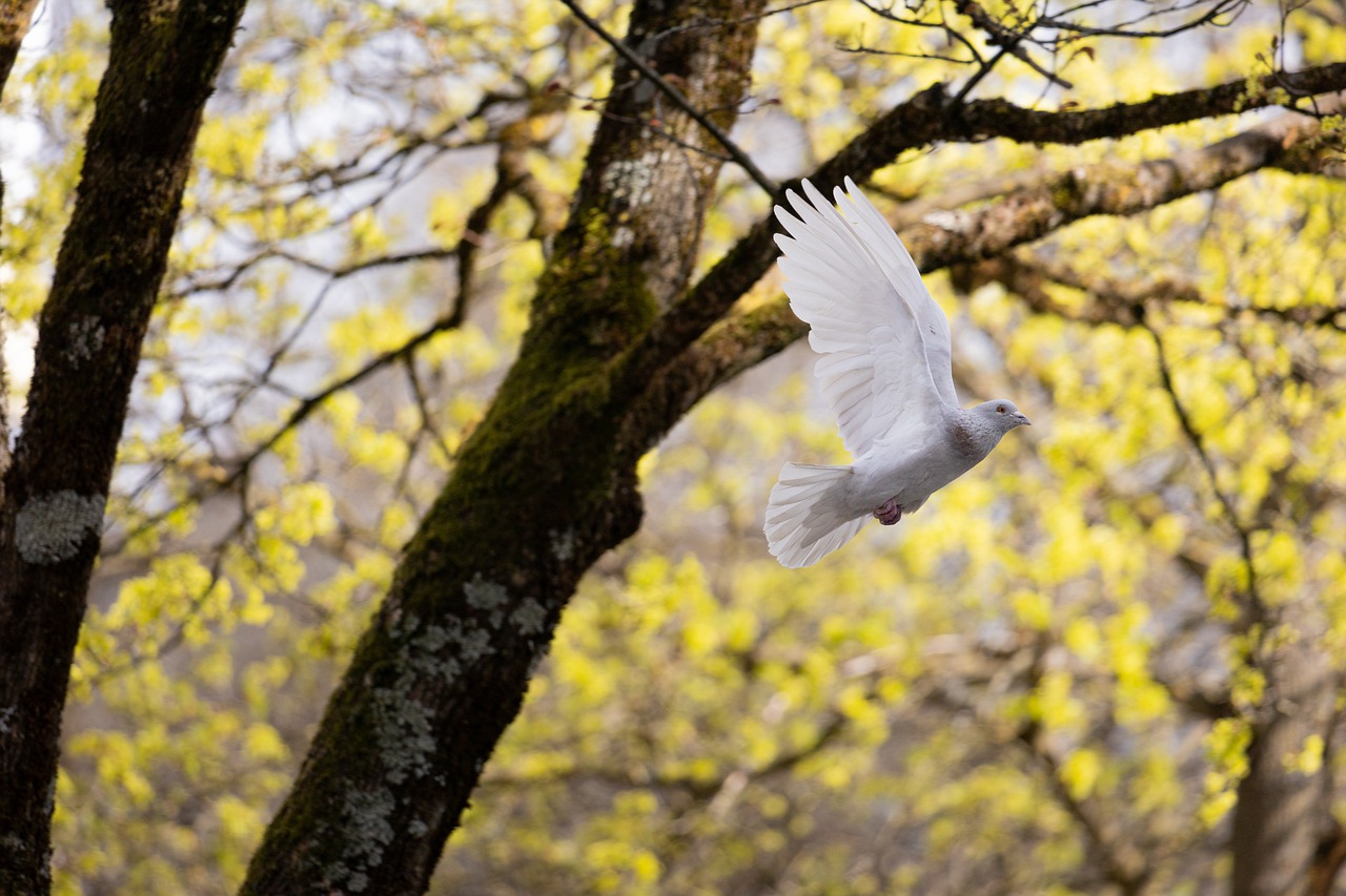 ¿Qué sonido le molesta a las palomas?