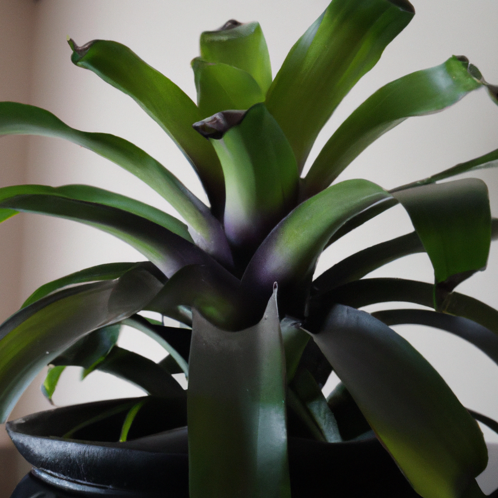 ¿Cómo cuidar la bromelia en maceta?