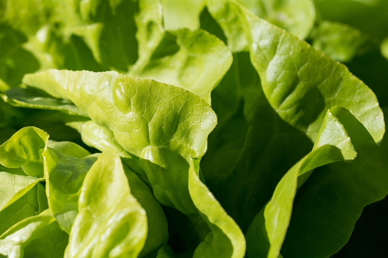 ¿Cómo y cuándo se cultiva la lechuga?