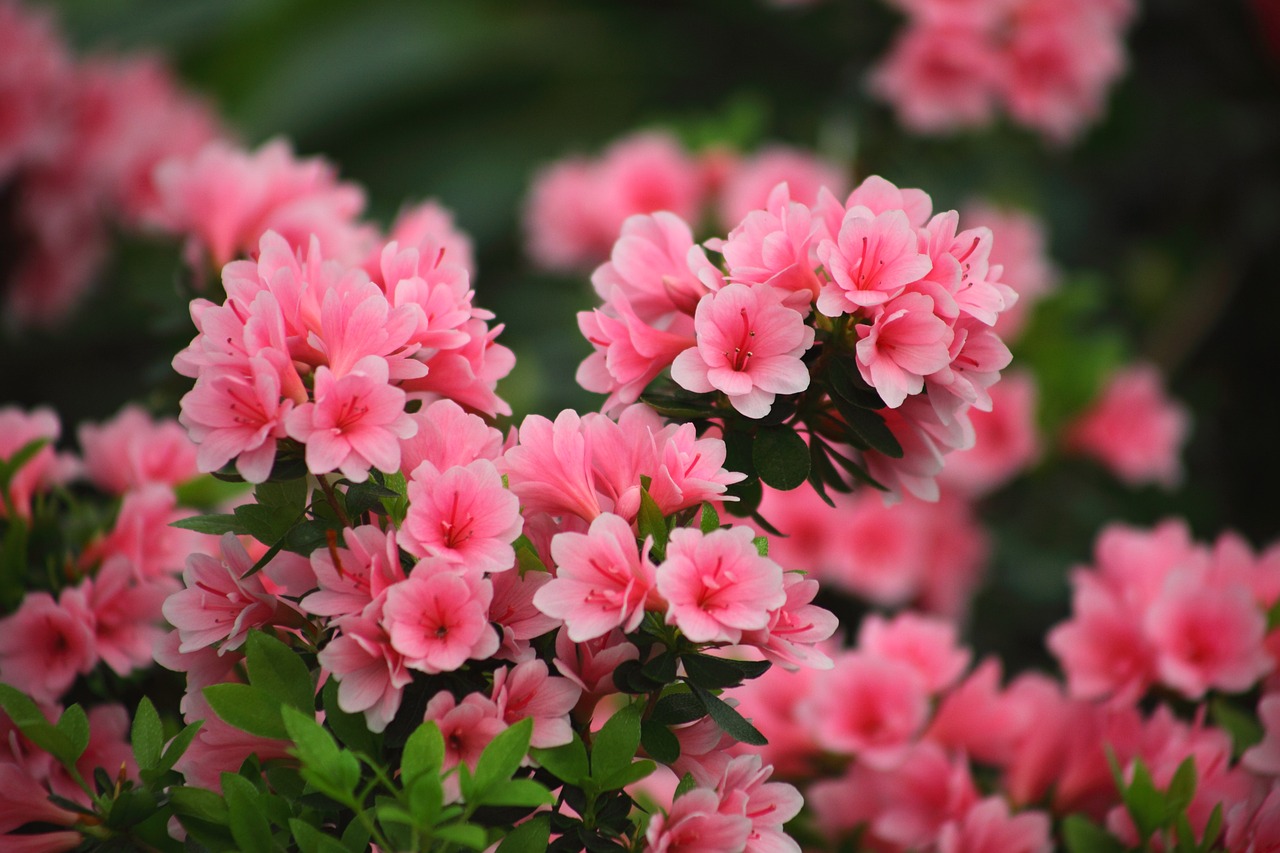 ¿Dónde poner una azalea?