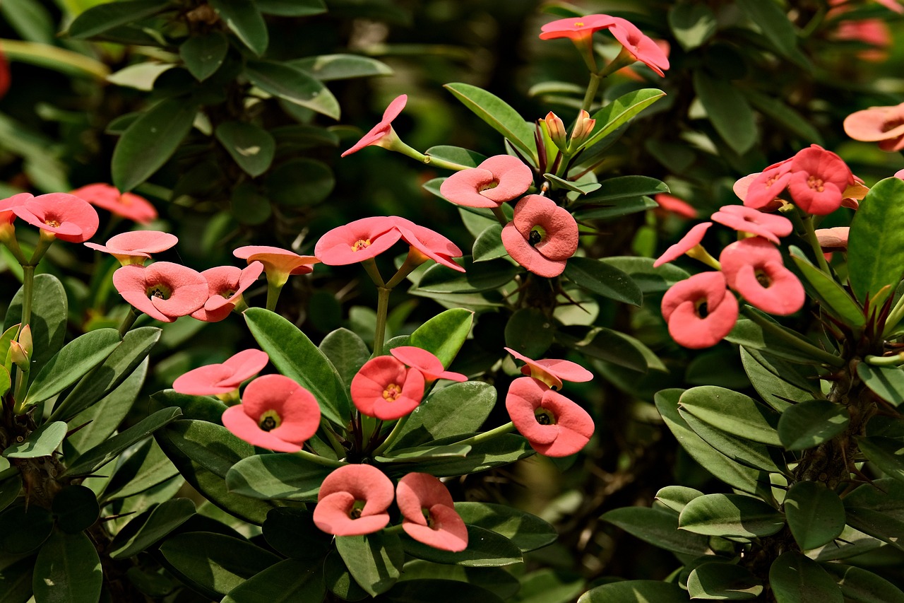 ¿Cómo cuidar la planta Euphorbia milii?