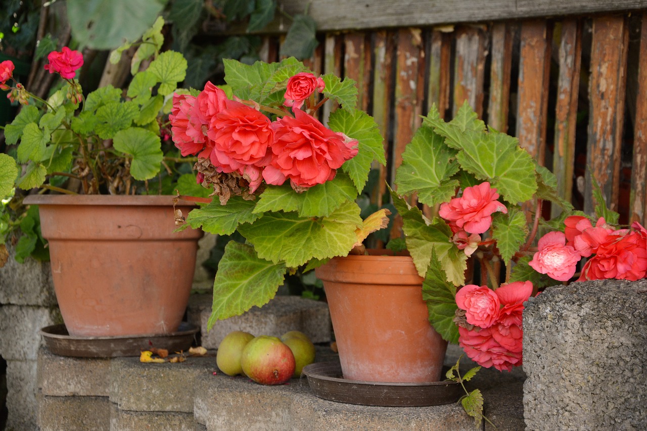 ¿Cómo se cuidan las begonias en maceta?