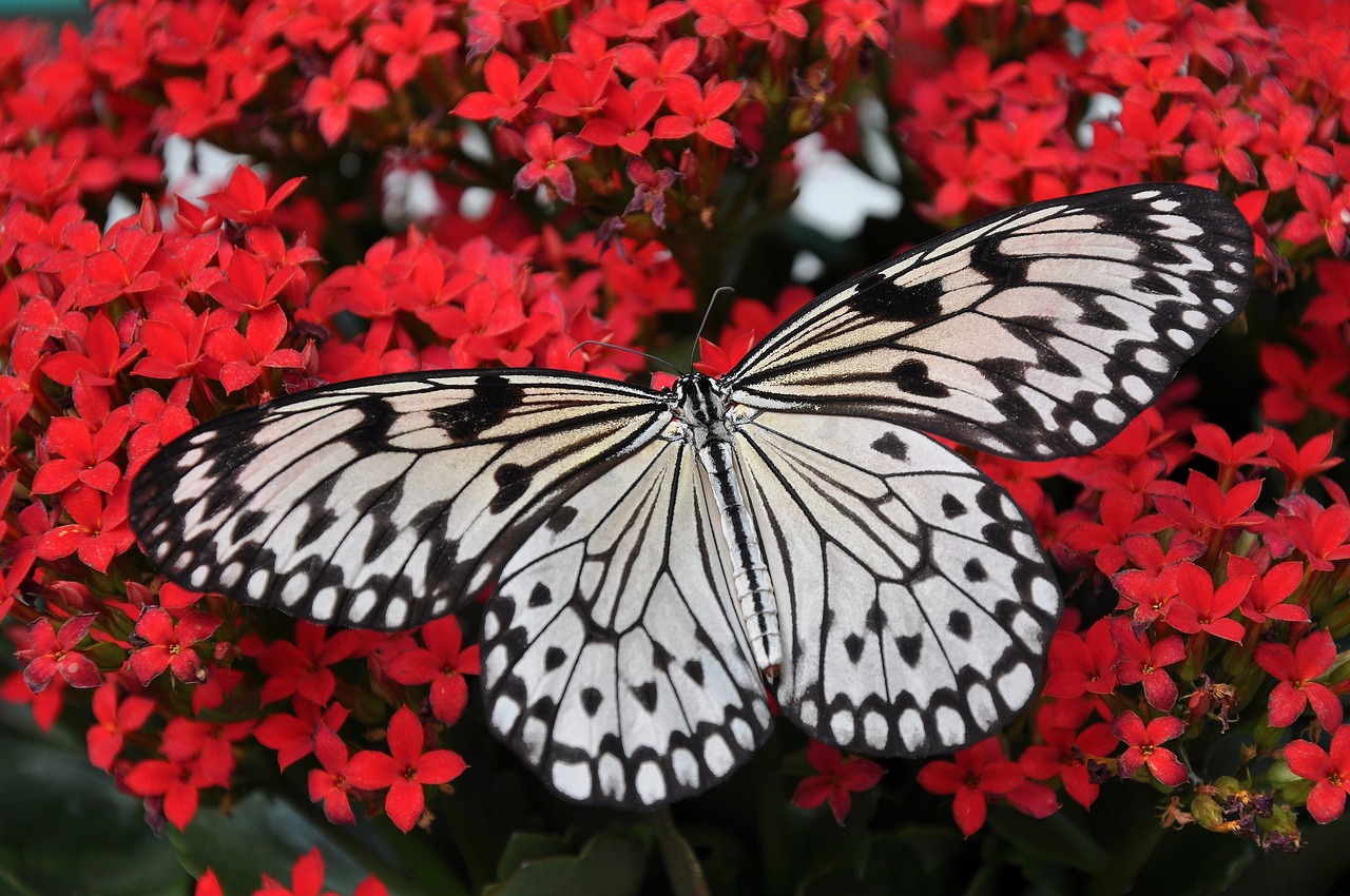 ¿Cómo se realiza la polinización en las flores?
