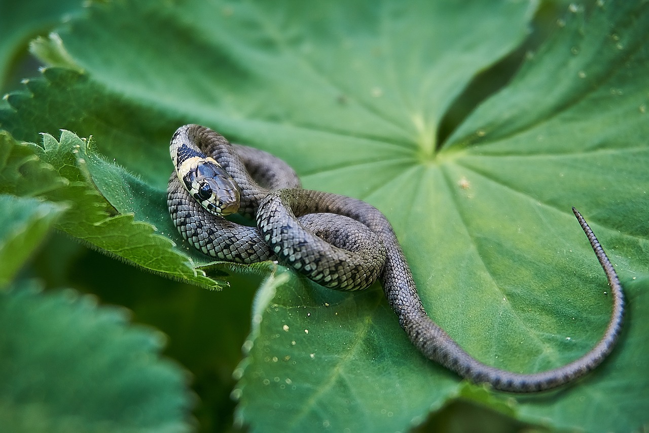 ¿Qué es una culebra de tierra?