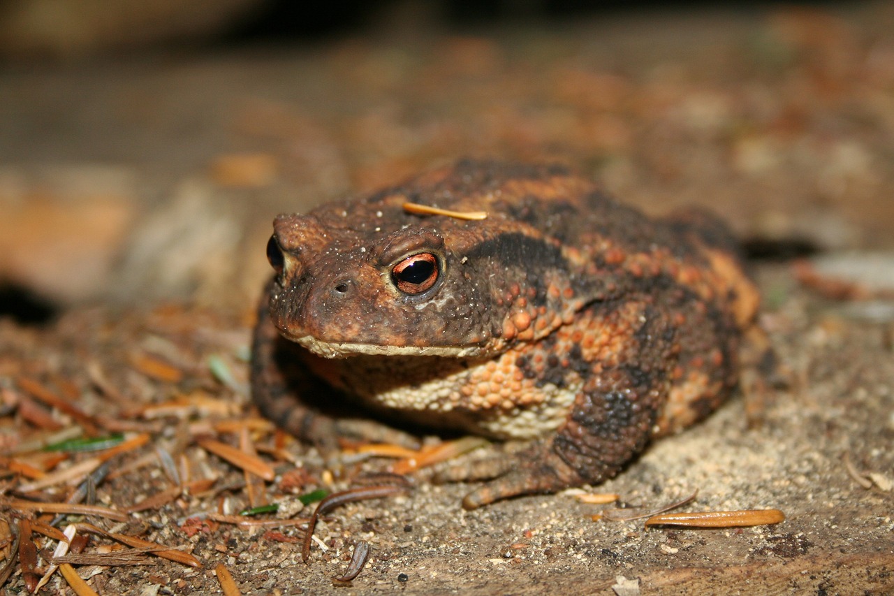 ¿Qué hay de diferencia entre sapos y ranas?