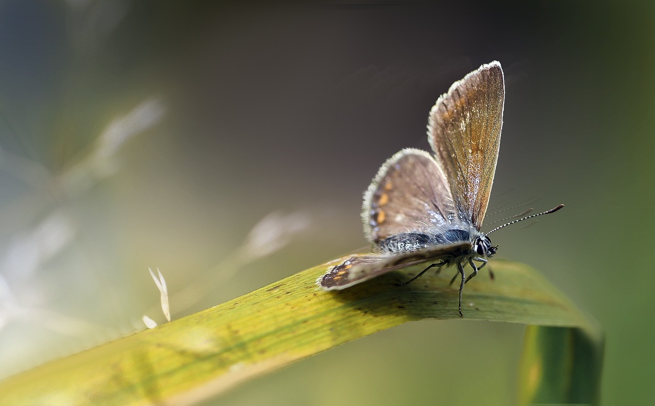 ¿Qué pasa si hay deficiencia de cobre?