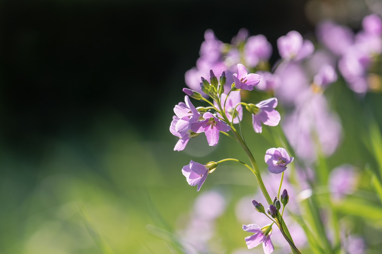 ¿Cómo se cuida una orquídea en maceta?