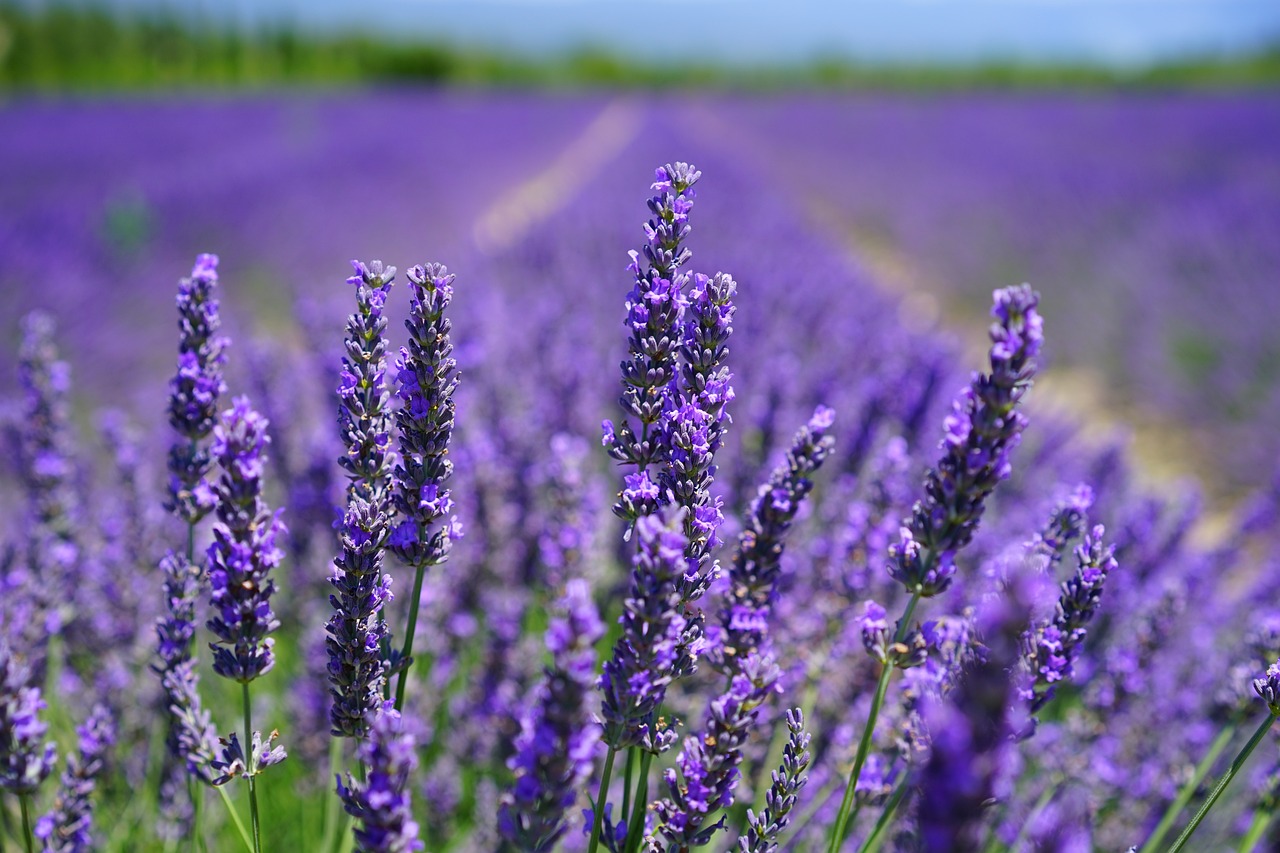 ¿Cómo se definen las plantas medicinales?