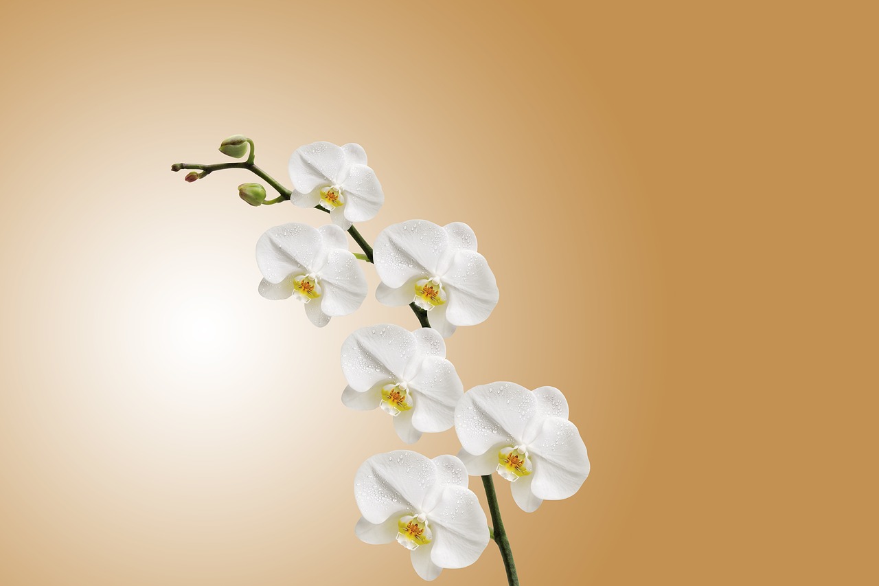¿Cómo se realiza el cultivo de orquídeas?