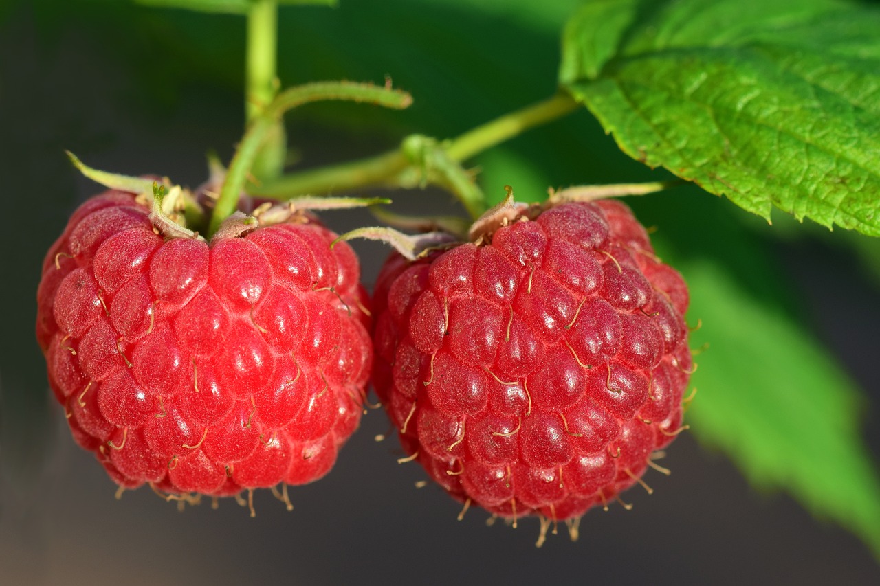 ¿Cuáles son las plantas más olorosas?