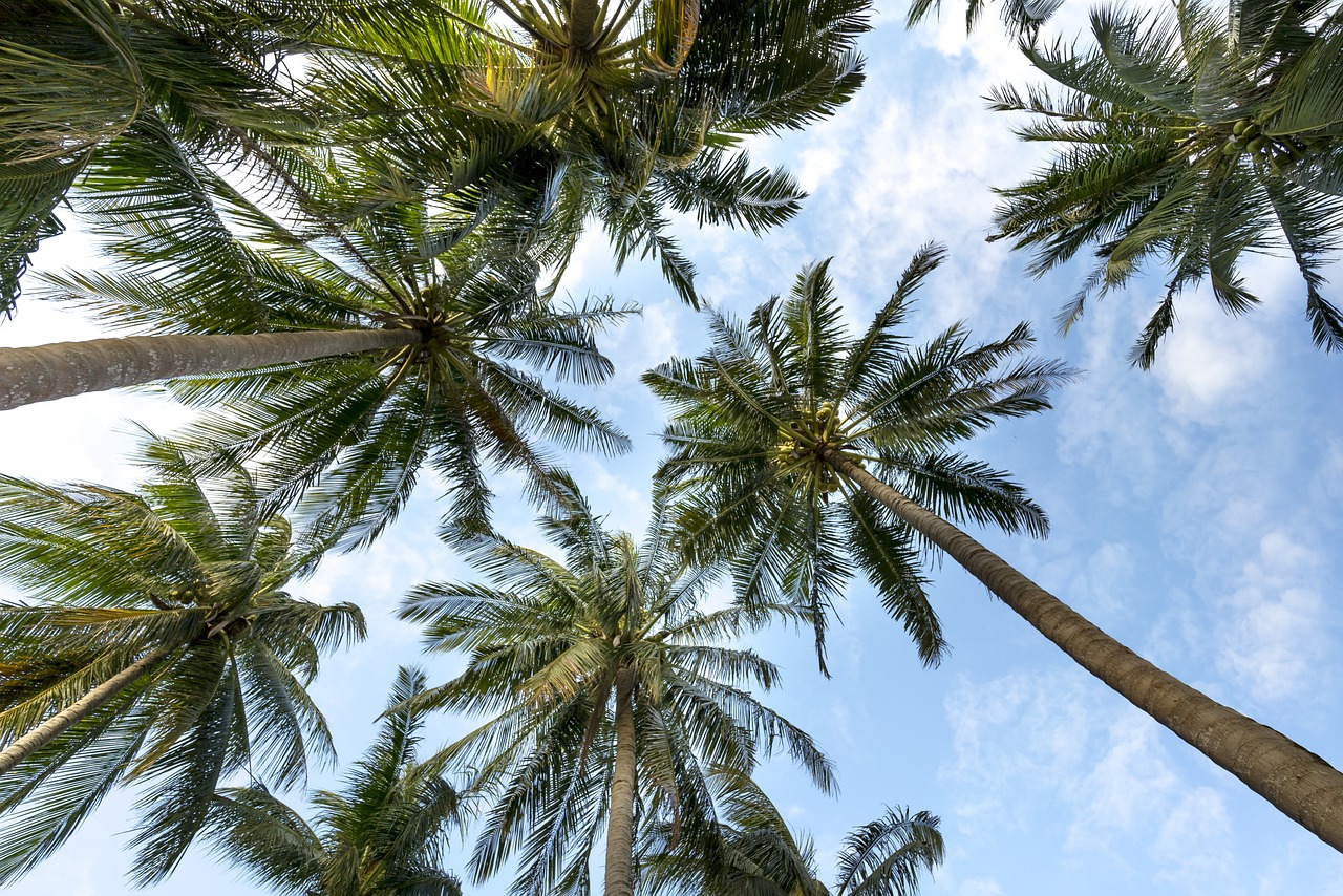 ¿Dónde poner una palmera?