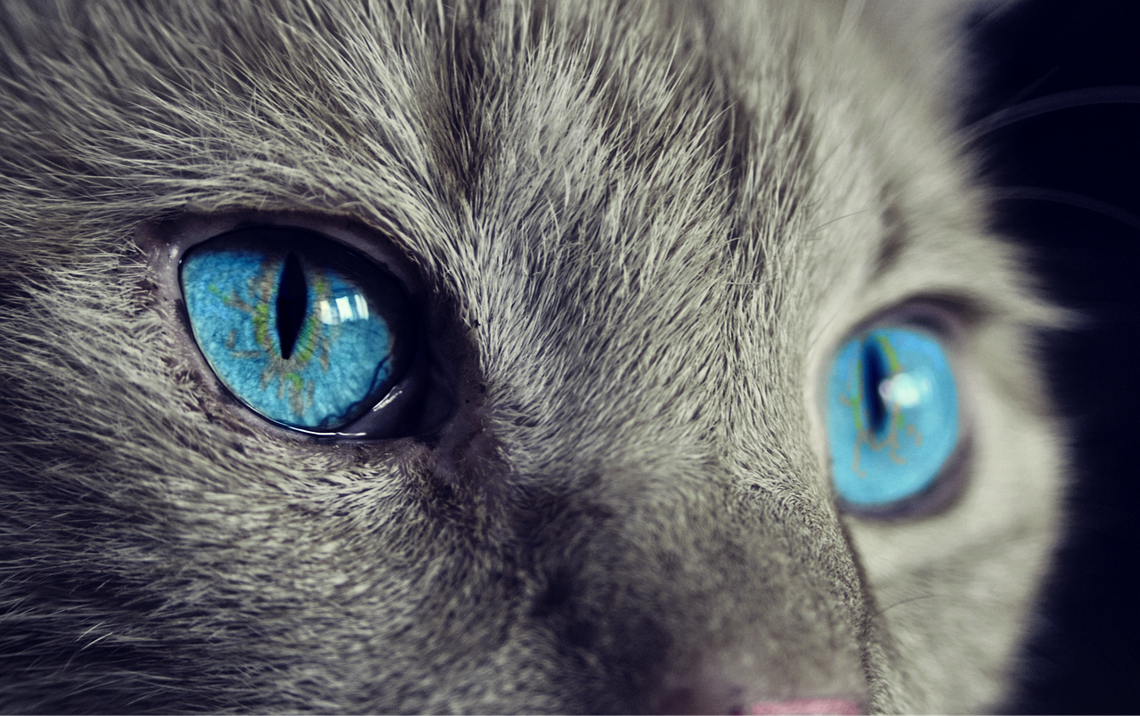 ¿Qué poner en el jardín para que no vengan los gatos?