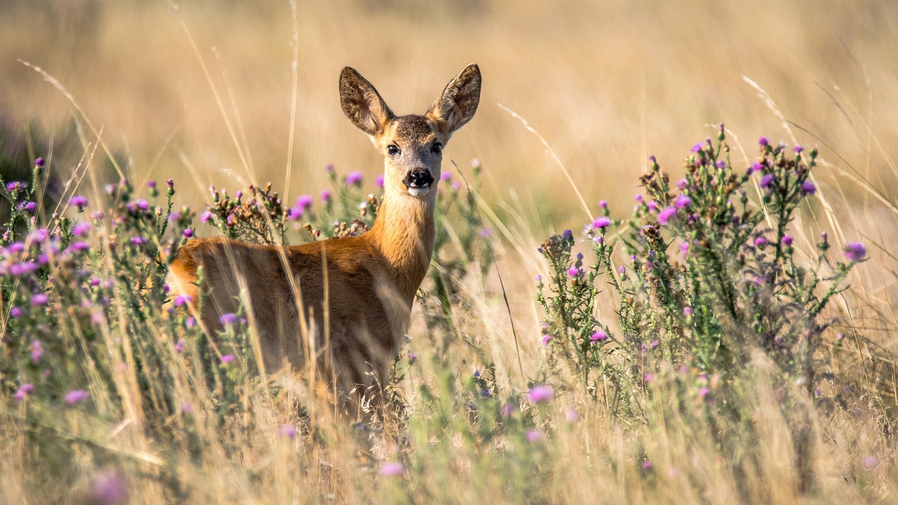 ¿Cuáles son los diferentes tipos de especies?