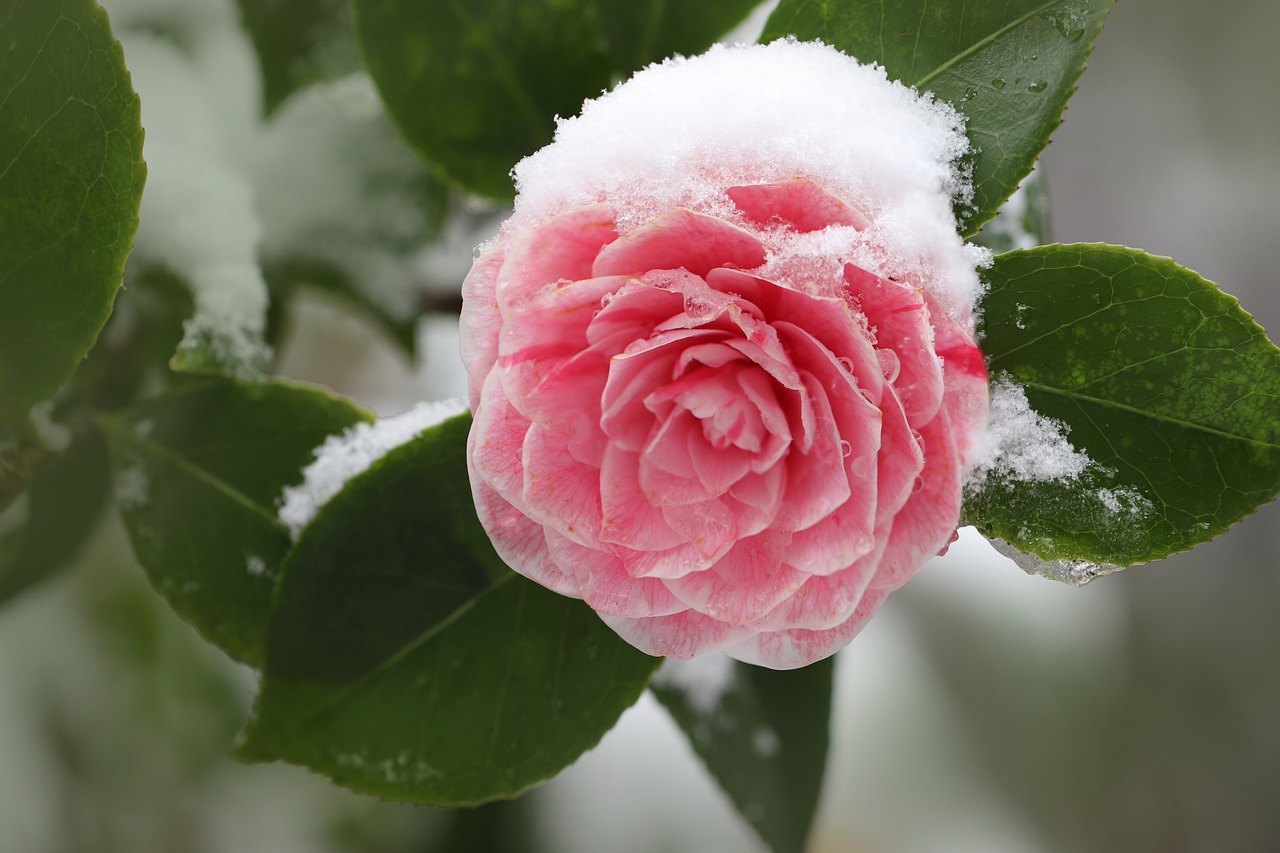 ¿Cuándo es la epoca de las camelias?