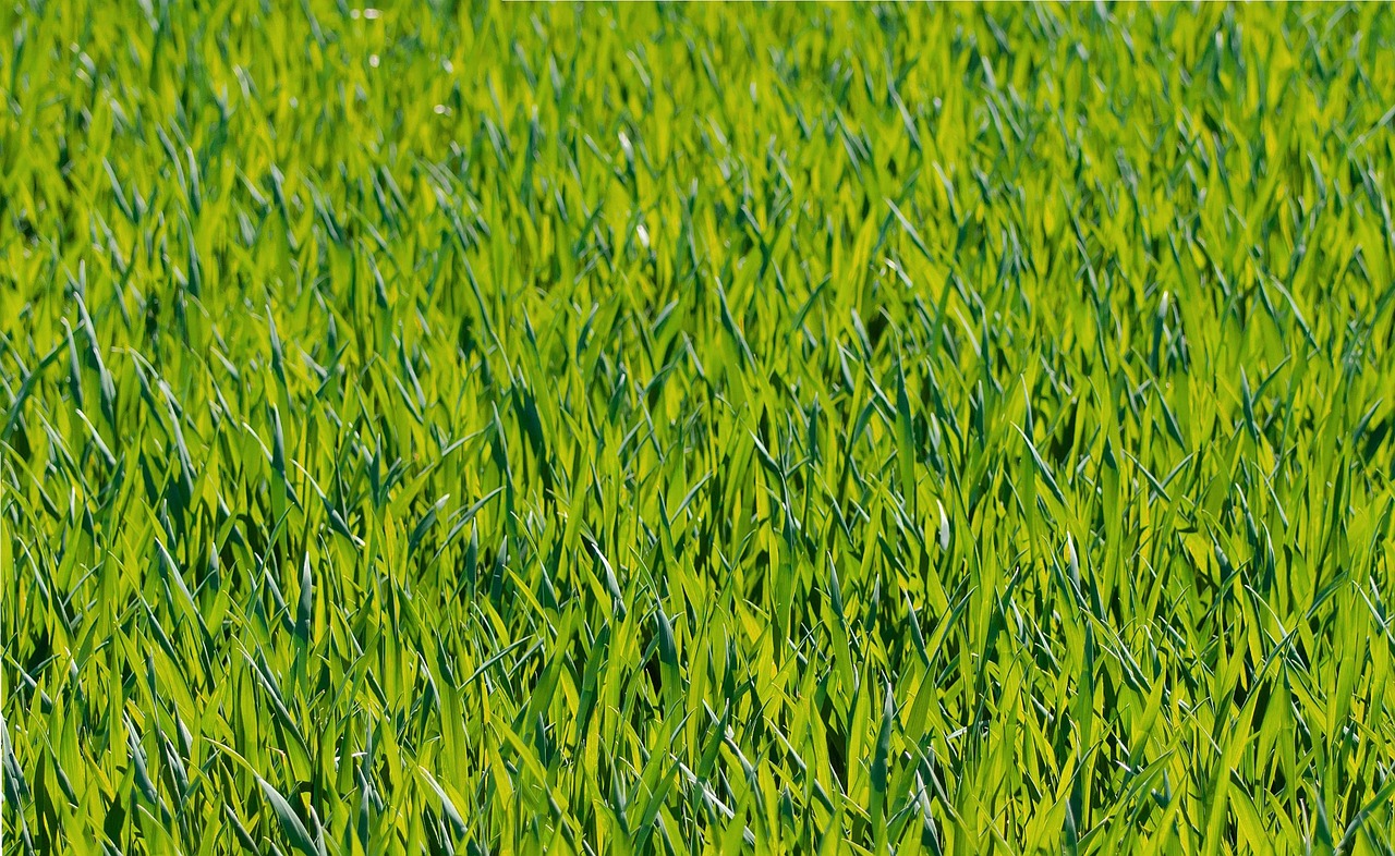 ¿Cuándo hay que plantar tepes de césped?