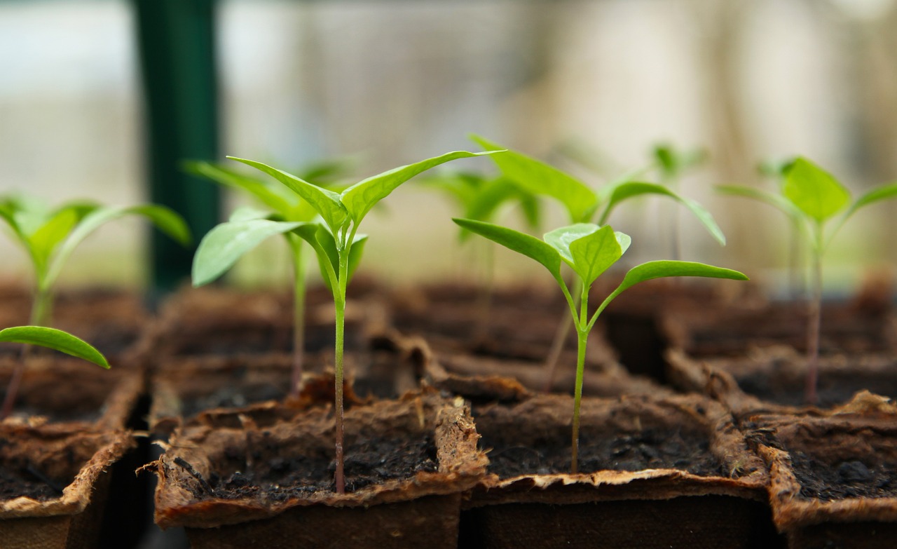 ¿Qué se hace en un mantenimiento de jardinería?