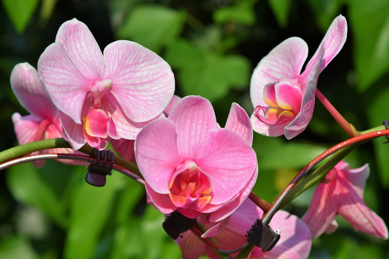 ¿Qué se necesita para cultivar orquídeas?
