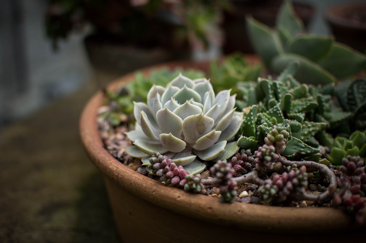 ¿Qué significado tiene la flor del cactus?