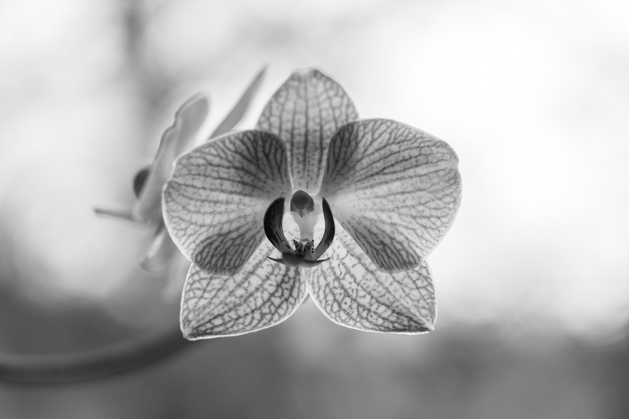 ¿Que transmite la orquídea?