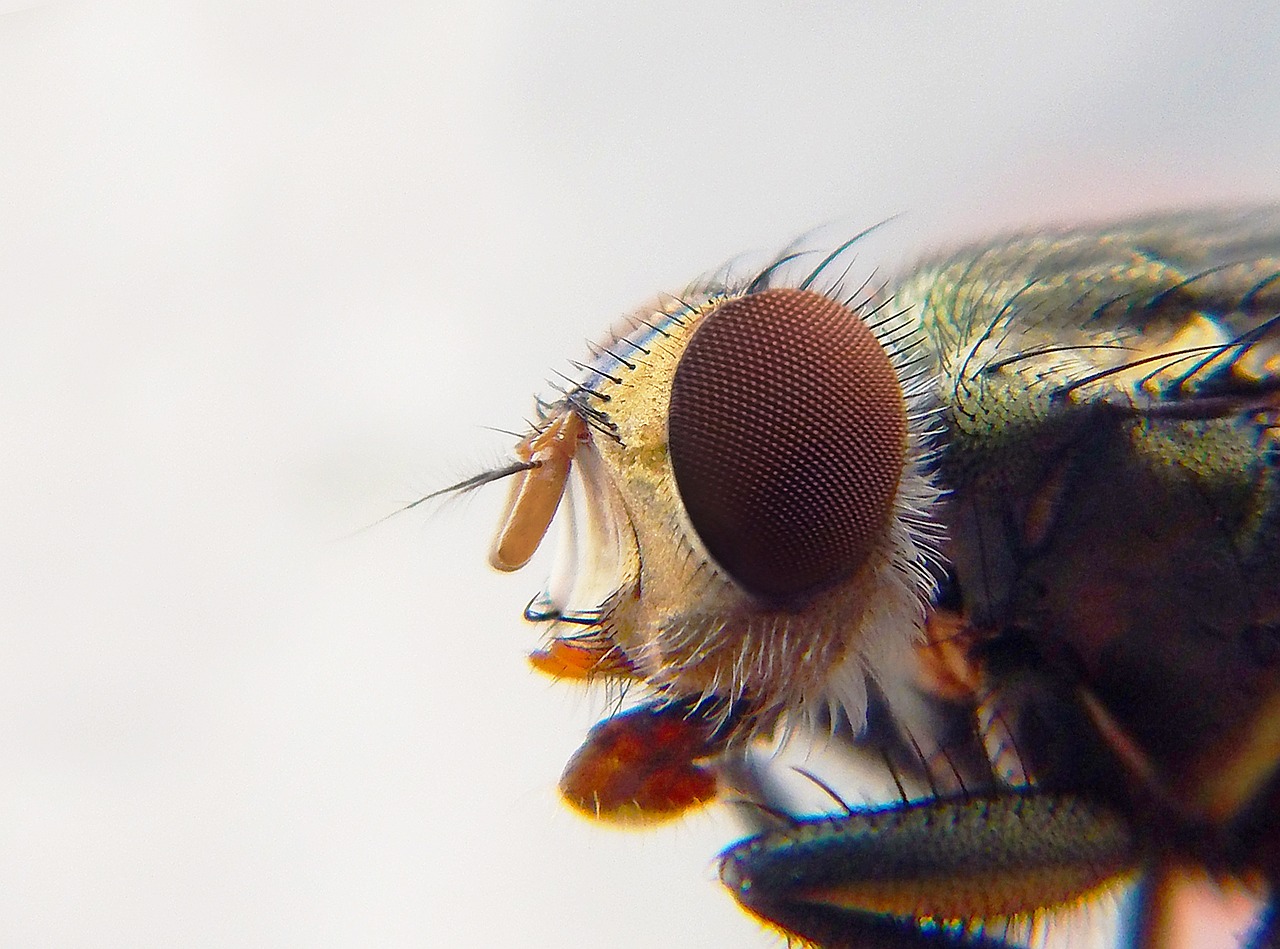 ¿Cómo acabar con plaga de pulgones?