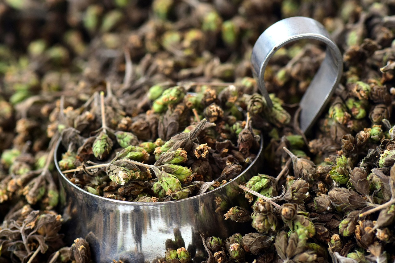¿Cómo se cuida la planta de orégano?