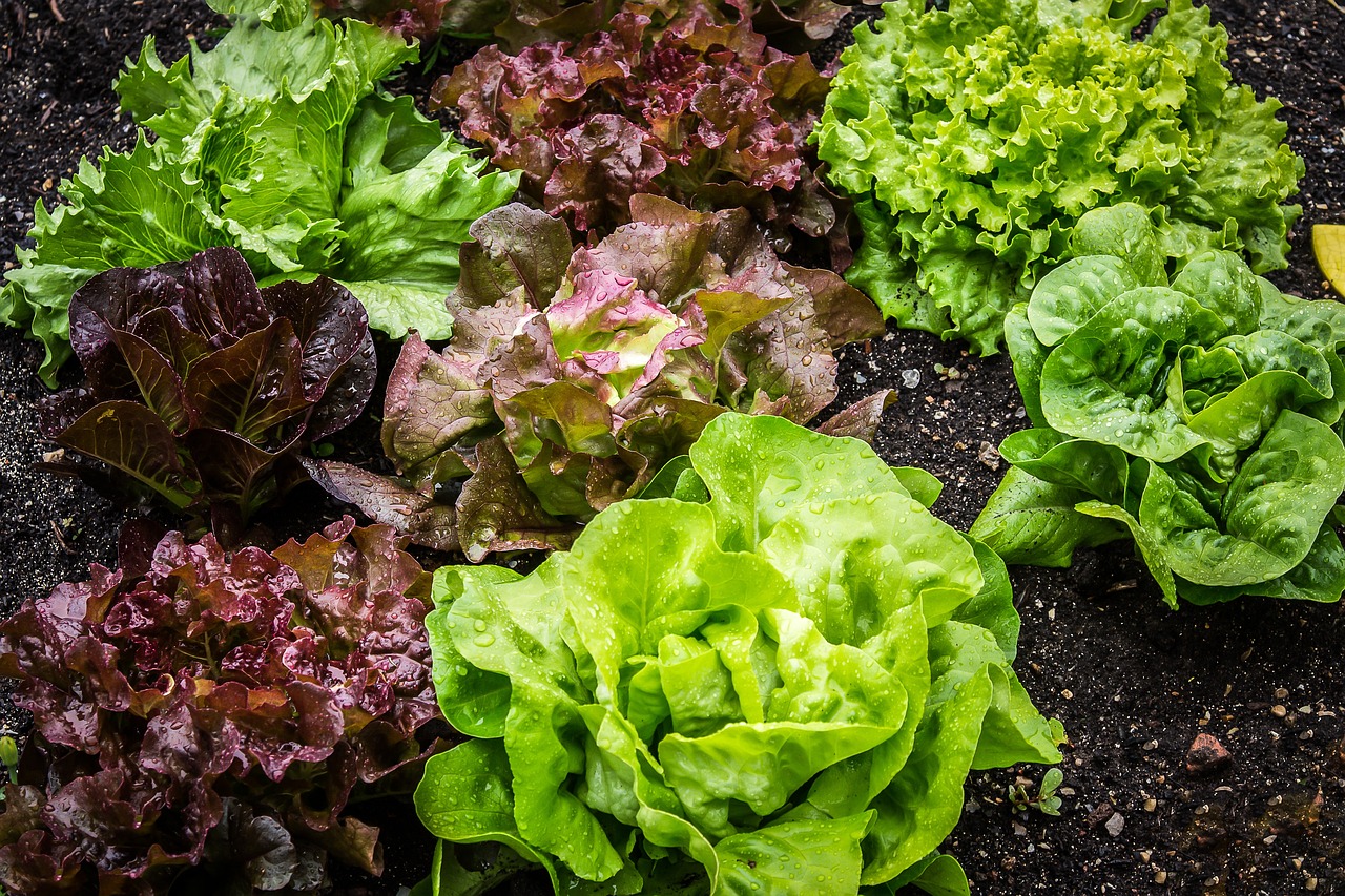 ¿Cuánto tiempo tarda en crecer una planta de lechuga?