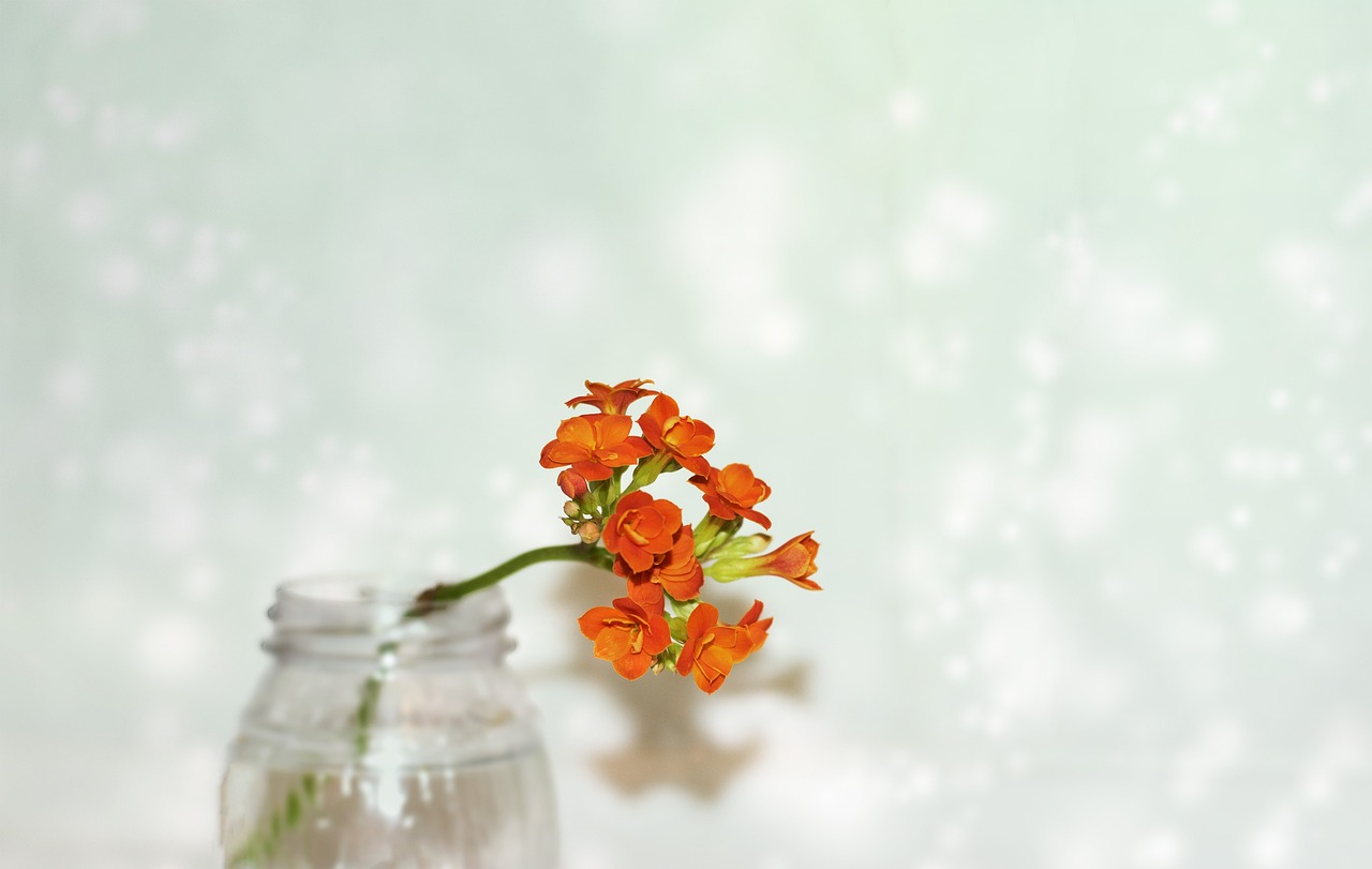 ¿Cuántos colores hay de la planta Kalanchoe?