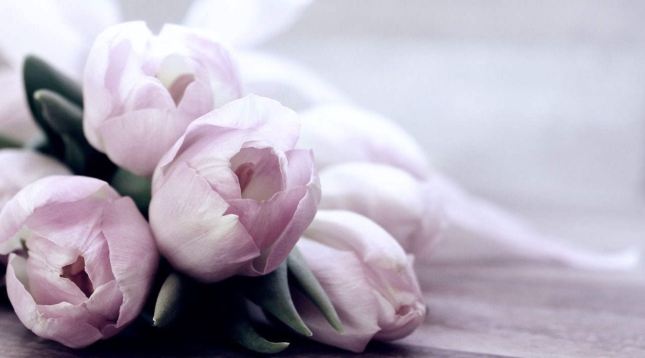 ¿Cómo es el cultivo de los tulipanes?