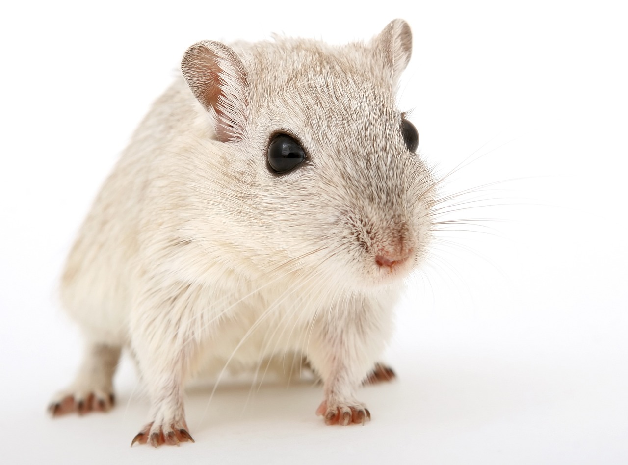 ¿Cuál es el veneno más efectivo para las ratas?