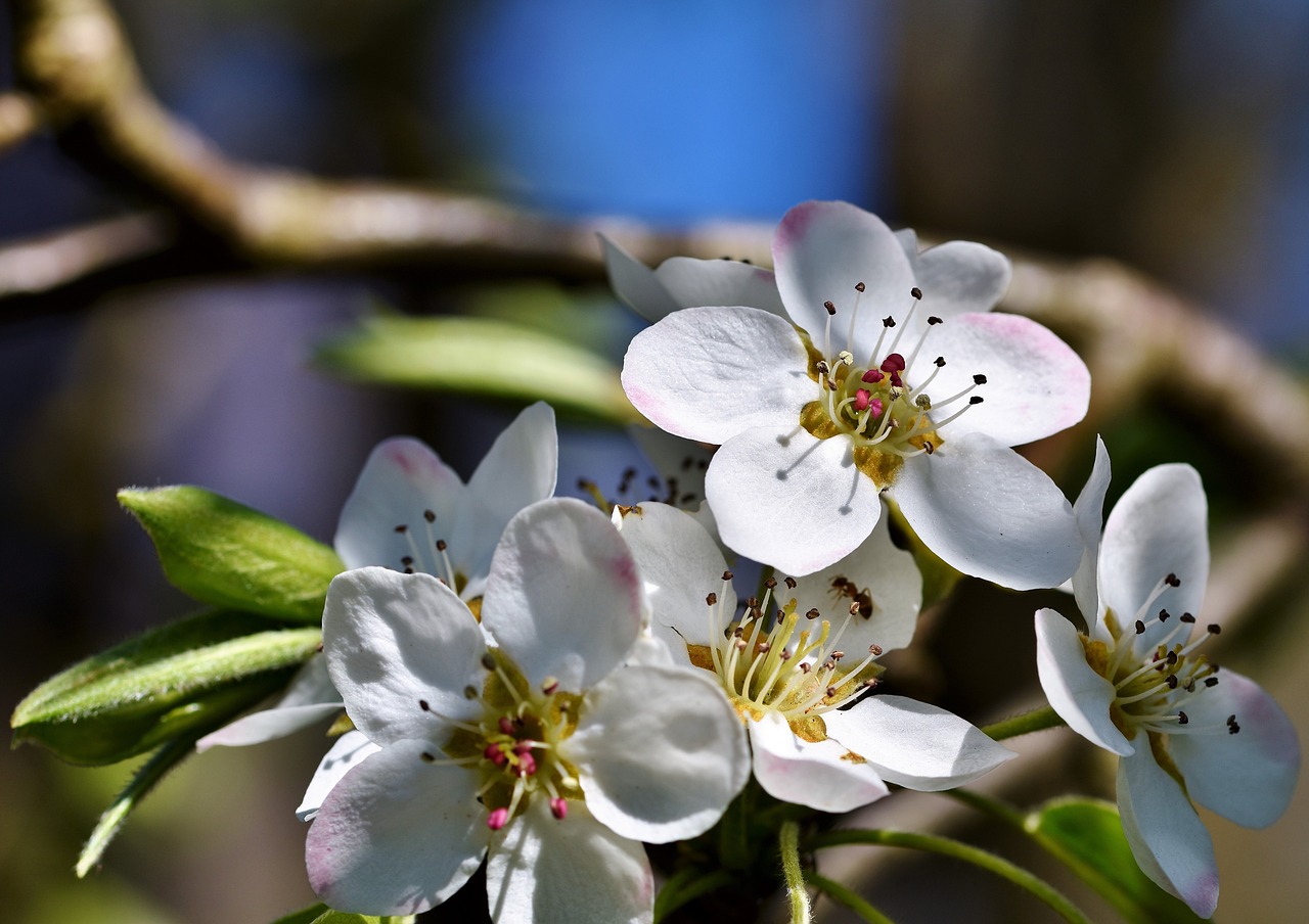 ¿Cuáles son los mejores árboles frutales para plantar?