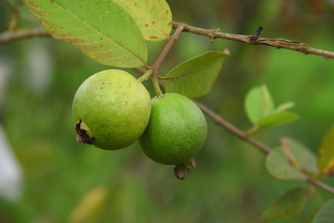 ¿Cuándo es la época de la guayaba?