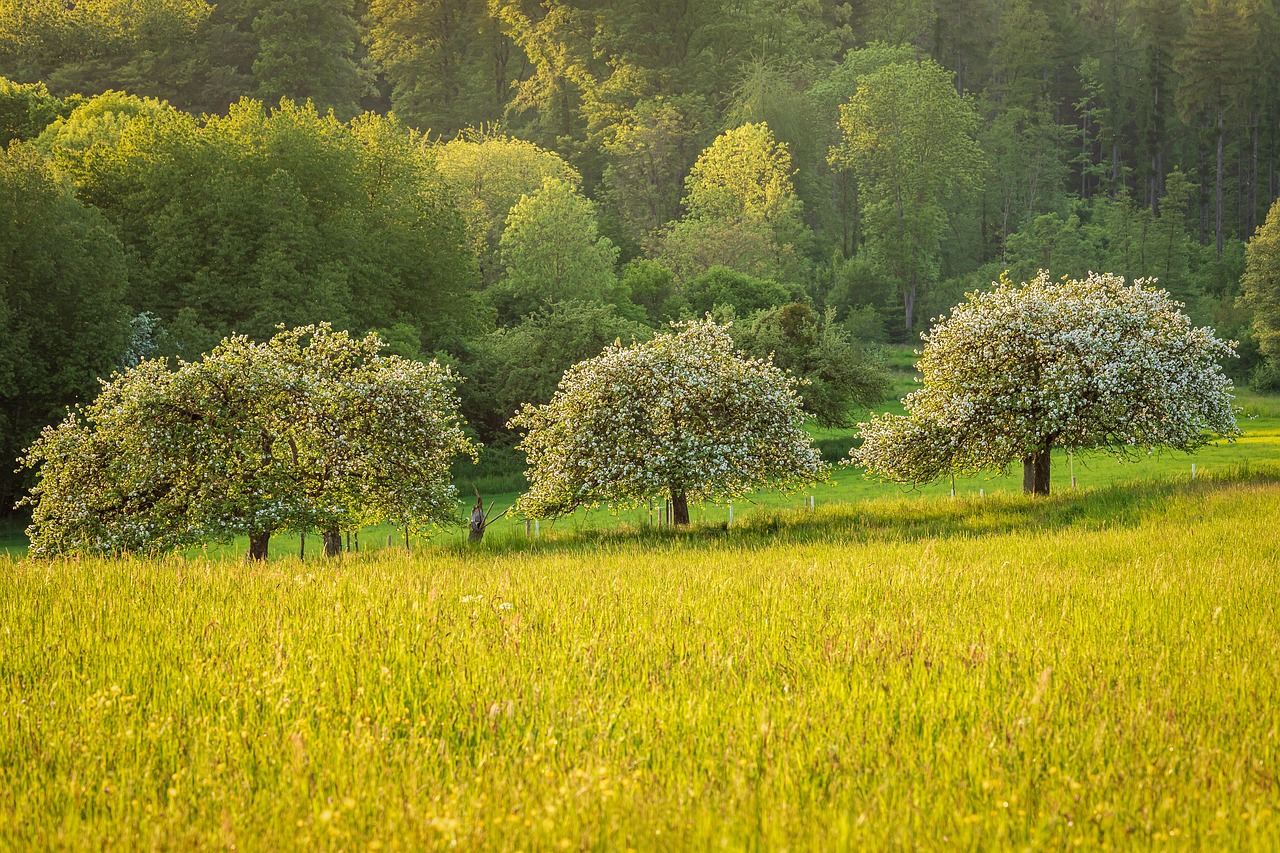 ¿Qué árbol frutal necesita menos cuidados?