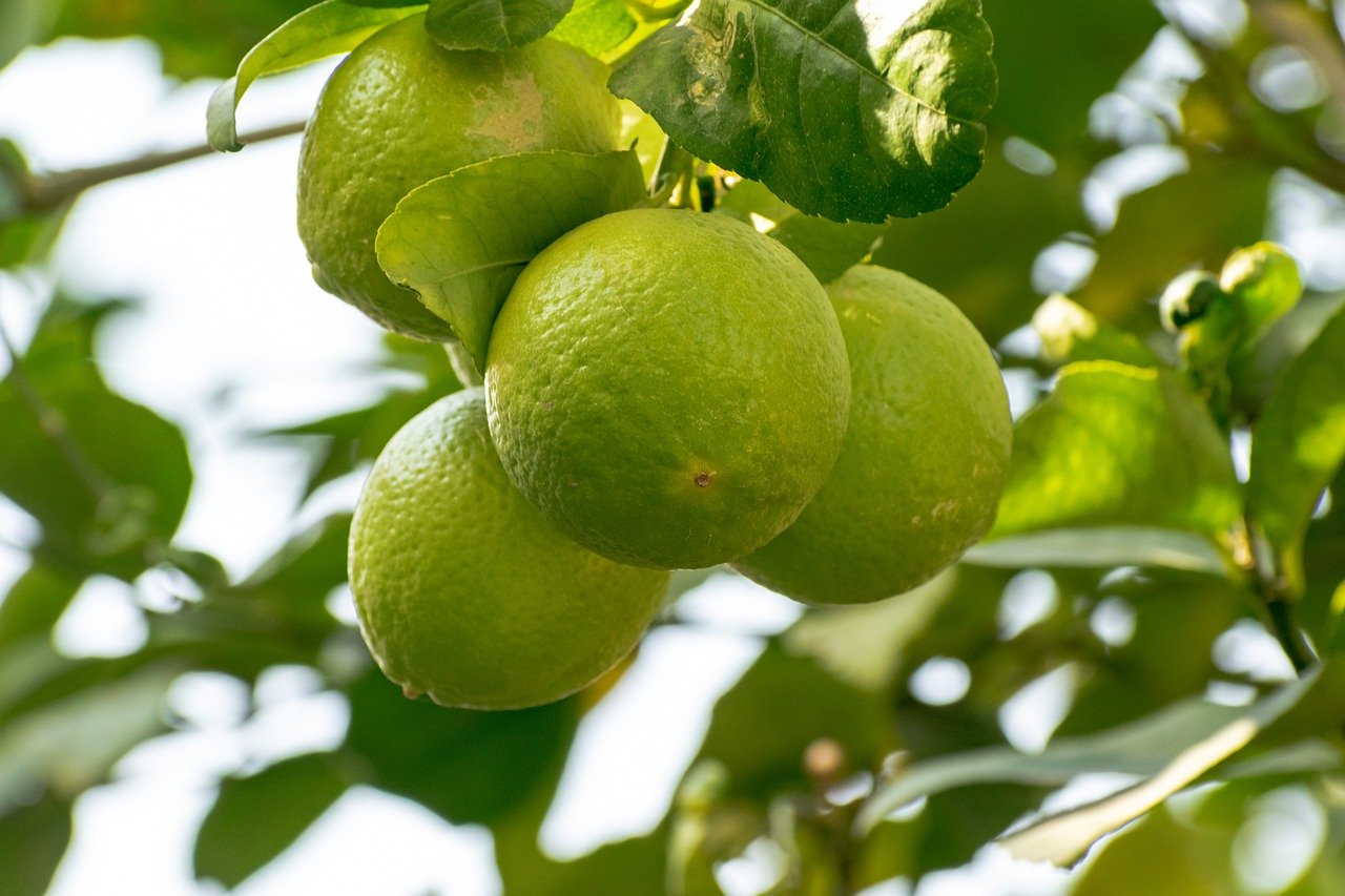 ¿Qué frutas son de lima?