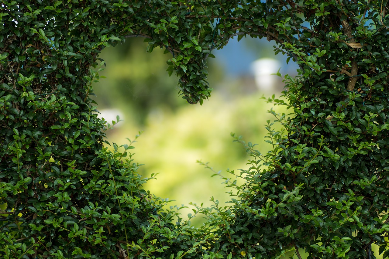 ¿Qué plantas son buenas para el jardín?