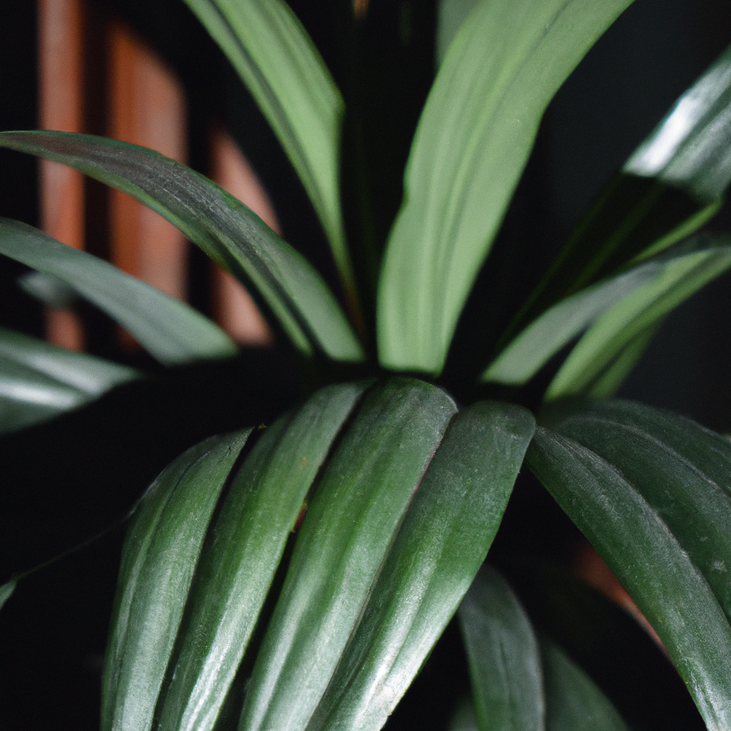 ¿Cómo cuidar una planta Dracaena fragrans?